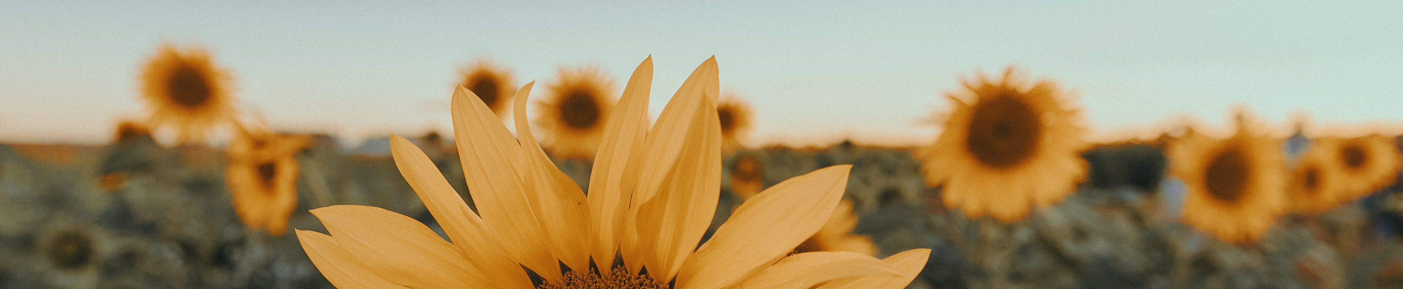 Cutting through the Fog of War on Twitter